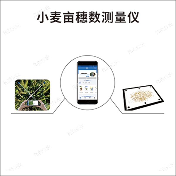 小麥畝穗數(shù)測量系統(tǒng)智能識別小麥穗數(shù)